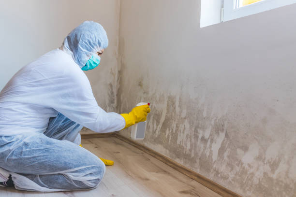 Licensed Black Mold Removal service in Grant, MN - WQB Mold Removal