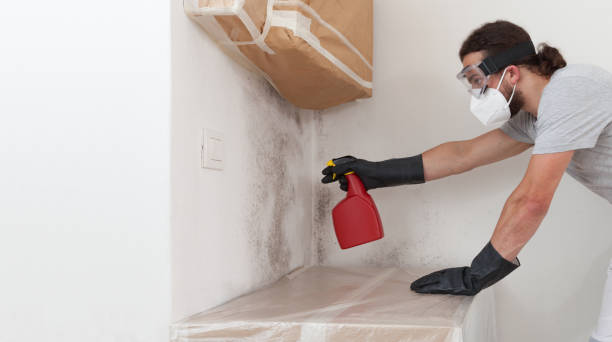 Professional Black Mold Removal technician working in Grant, MN
