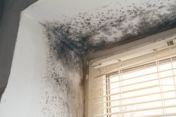 Affordable Black Mold Removal solutions in Grant, MN